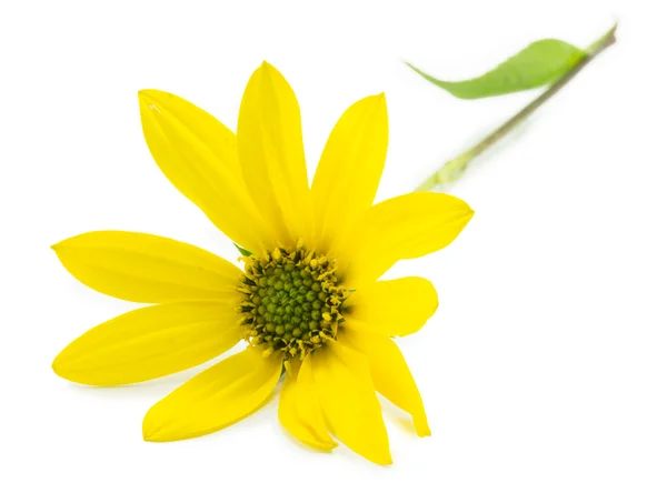 Yellow daisy — Stock Photo, Image