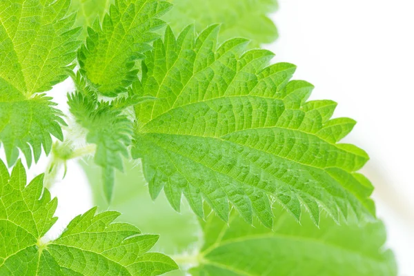 Green nettle — Stock Photo, Image