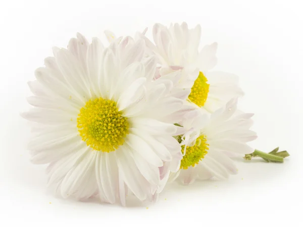 White daisy — Stock Photo, Image