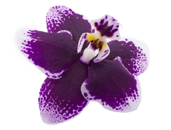 Orchidée — Photo