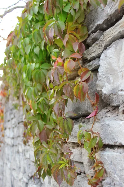 Muro di pietra — Foto Stock