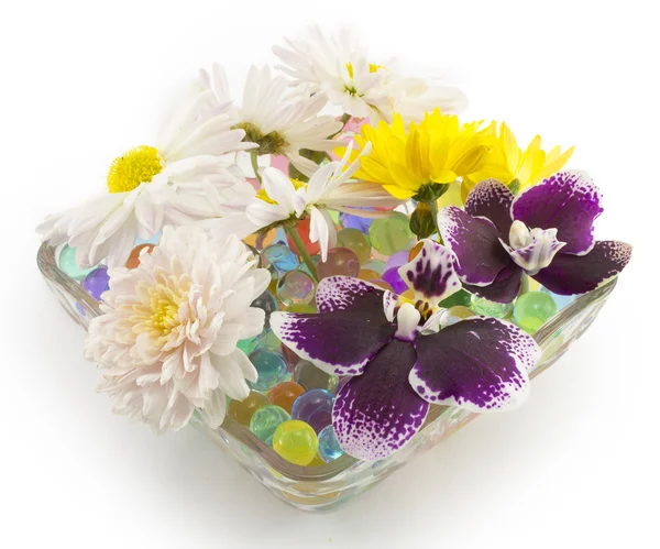 Flores, margaritas — Foto de Stock