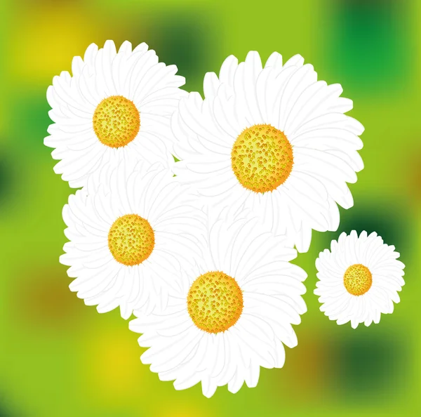 White daisy — Stock Vector