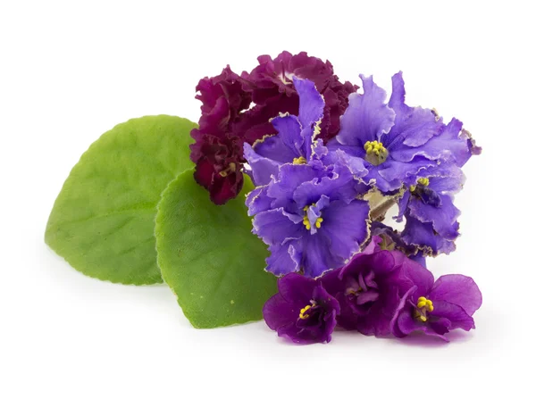Violeta, flor — Fotografia de Stock