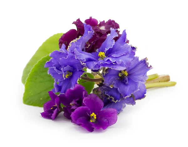 Viola, fiore — Foto Stock