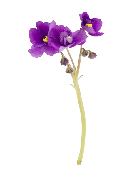 Viola, fiore — Foto Stock