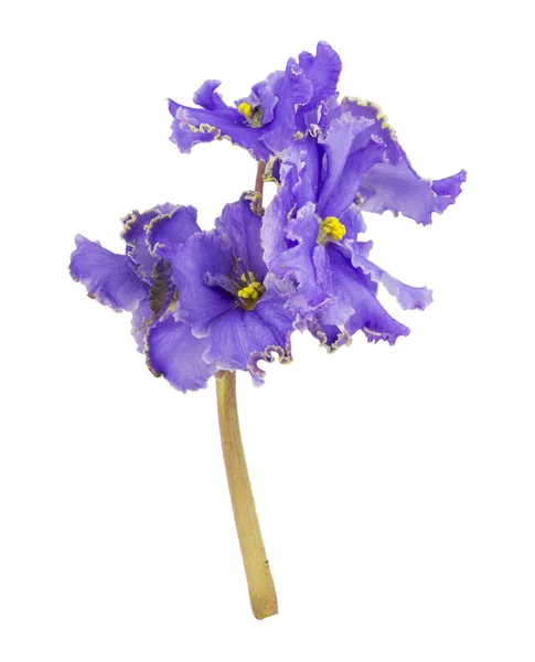 Viola, fiore — Foto Stock