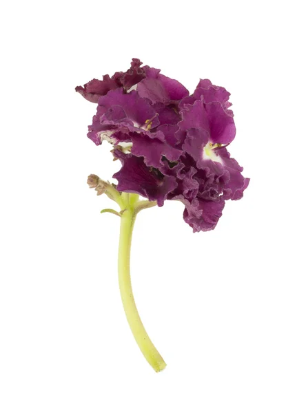 Violet, bloem — Stockfoto