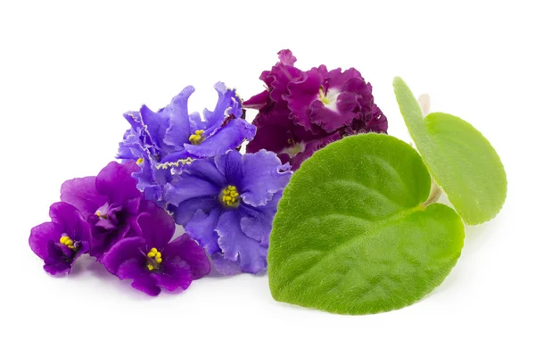 Veilchen, Blume — Stockfoto