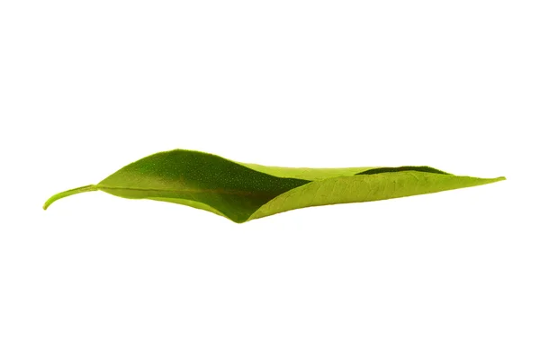 Mandarin leaf — Stock Photo, Image