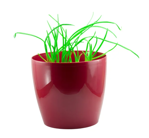 Green grass in a red pot — Stock Photo, Image