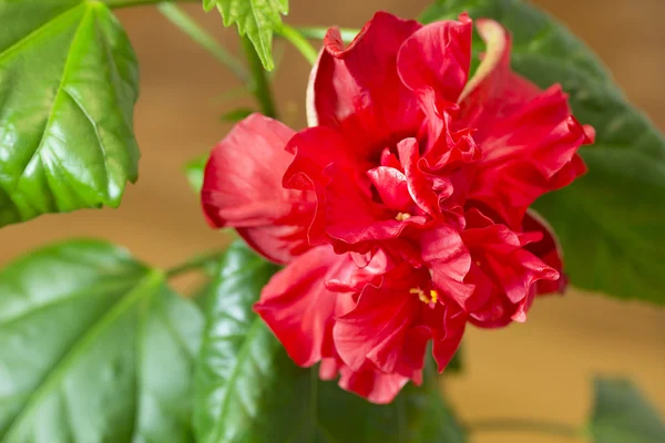 Hibiskus — Stockfoto