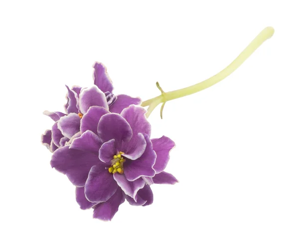 Viola, fiore — Foto Stock