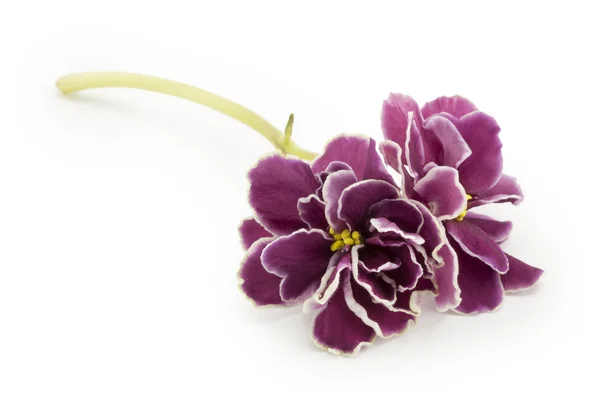 Violet, bloem — Stockfoto