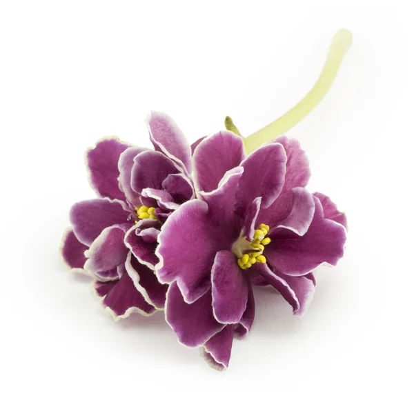 Violet, květ — Stock fotografie