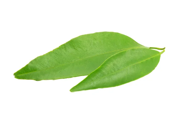 Мандаринский лист — стоковое фото