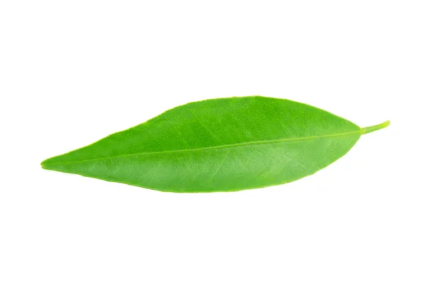 만다린 잎 — 스톡 사진