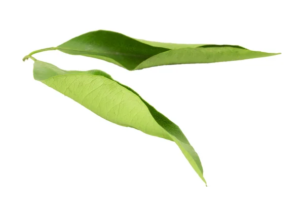 Mandarin leaf — Stock Photo, Image