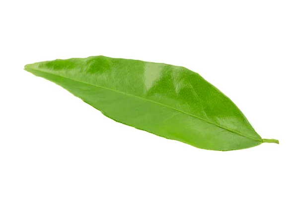 Mandarin leaf — Stock Photo, Image