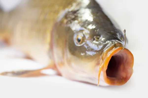 잉어 물고기 — 스톡 사진