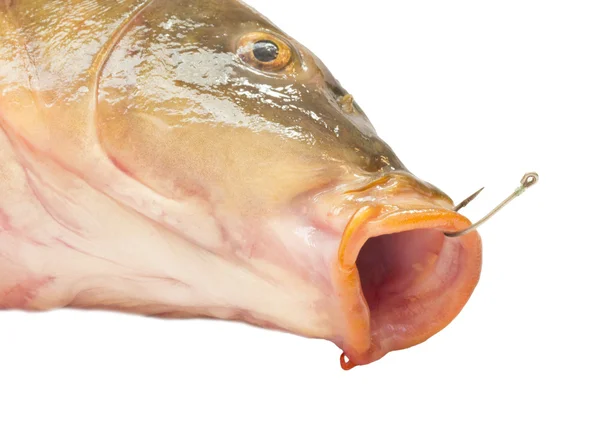 Karp fisk — Stockfoto