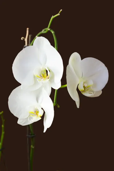 Orchidee — Stockfoto