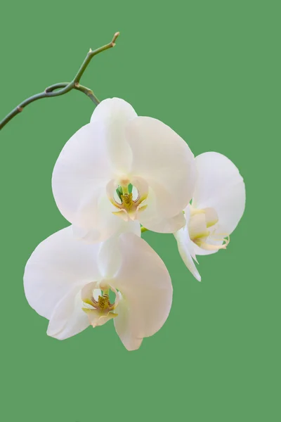 Orchid — Stock Photo, Image