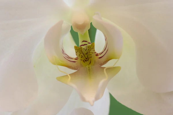 Orchidej — Stock fotografie