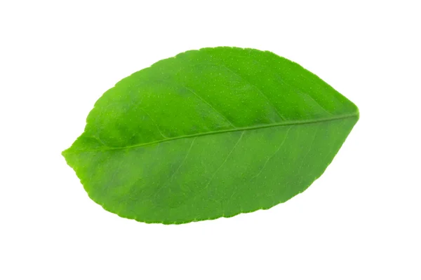 Lemon leaves — Stock Photo, Image