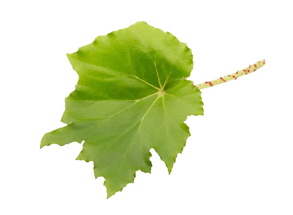 Leaf — Stock Photo, Image