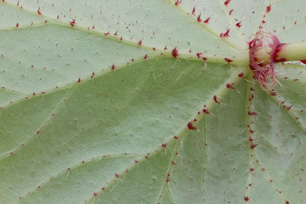 Hoja — Foto de Stock