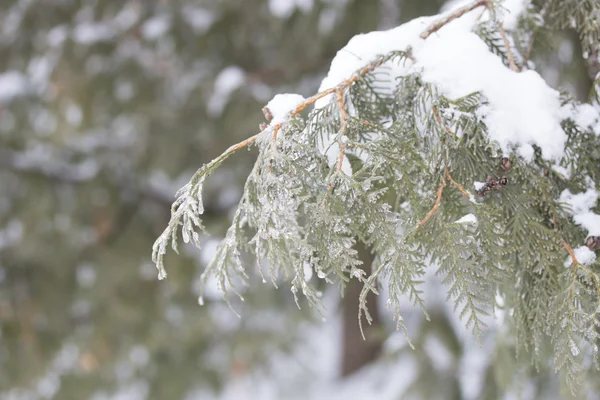 Foresta invernale — Foto Stock