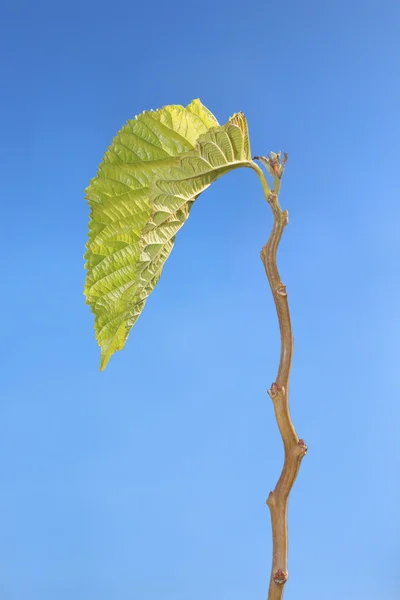 Hoja de brote — Foto de Stock