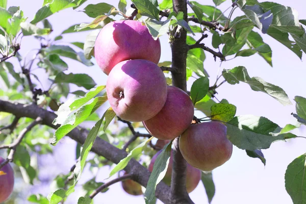 Apples tree — Stock Photo, Image