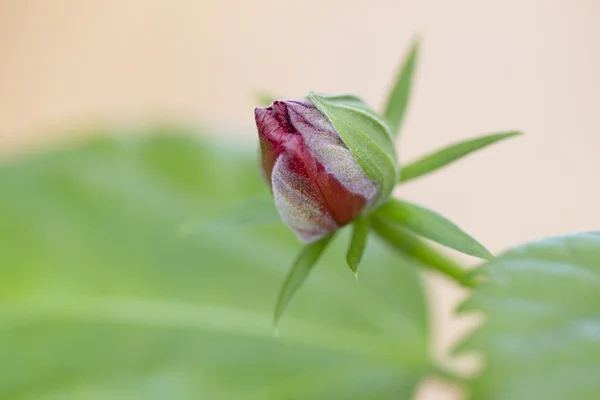 花玫瑰 — 图库照片