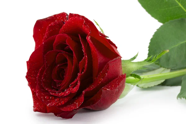 Red Rose — Stock Photo, Image