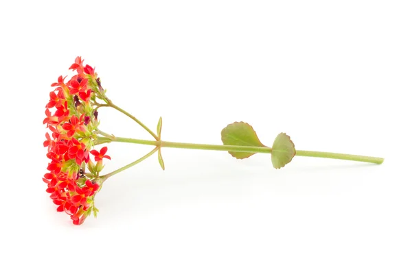 Kalanchoe květy — Stock fotografie