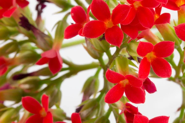 Kalanchoe blooms — Stock Photo, Image