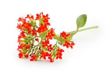 aranjmani kütükler