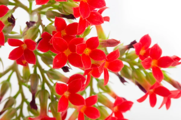 Kalanchoe blüht — Stockfoto