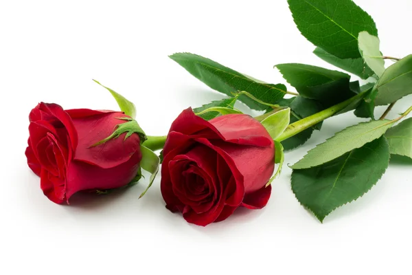 Red Rose — Stock Photo, Image