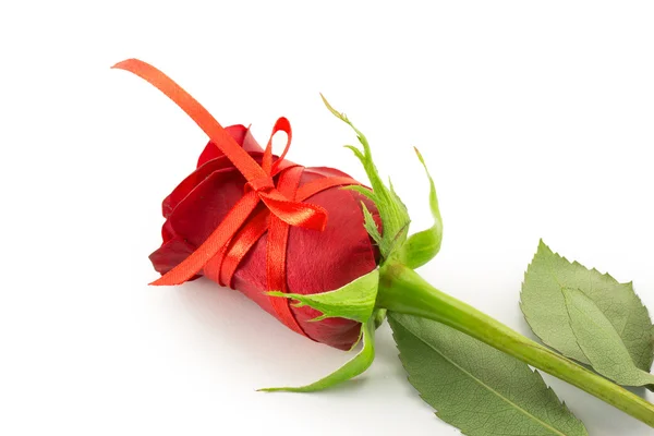 Red Rose — Stock Photo, Image