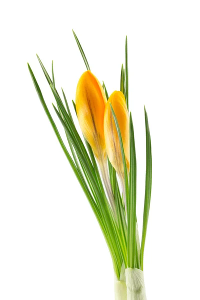 Crocus — Stock Photo, Image