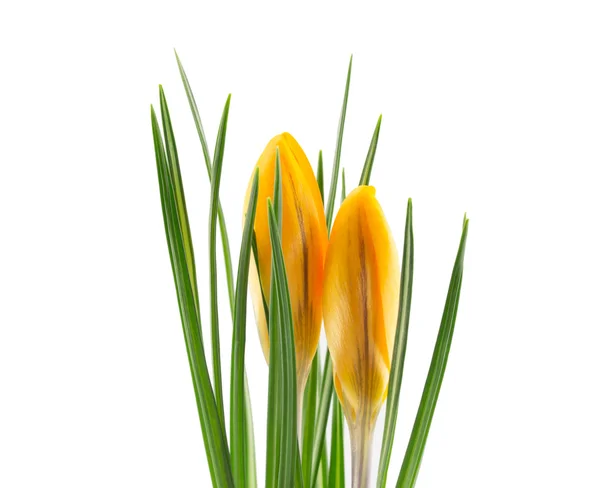 Crocus — Stock Photo, Image