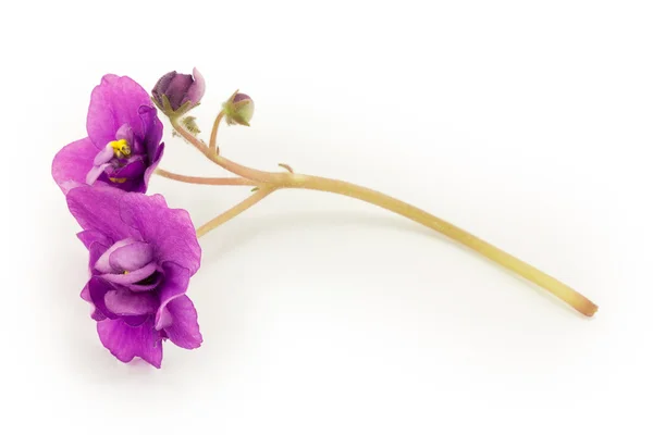 Violet, květ izolovaných na bílém pozadí — Stock fotografie