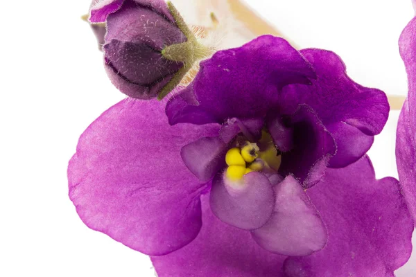 Violet, blomma isolerad på vit bakgrund — Stockfoto