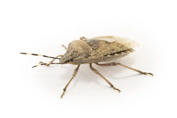 Bug geïsoleerd — Stockfoto