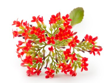 aranjmani kütükler