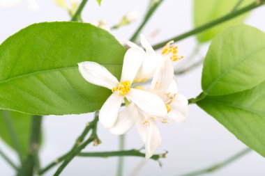 limon çiçek tomurcuk