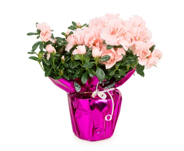 Azalea, pot — Stockfoto